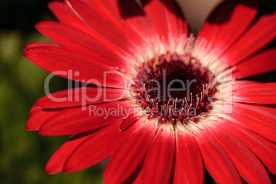 Bright red happy gerbera daisy flower Gerbera jamesonii