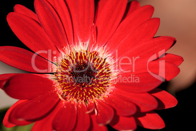 Bright red happy gerbera daisy flower Gerbera jamesonii