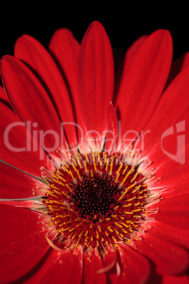 Bright red happy gerbera daisy flower Gerbera jamesonii