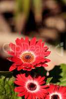 Bright red happy gerbera daisy flower Gerbera jamesonii