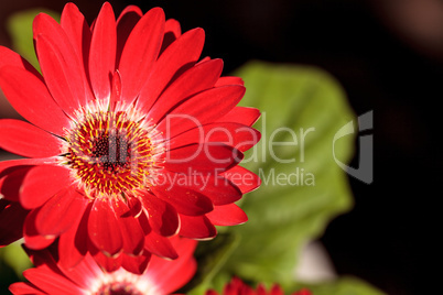 Bright red happy gerbera daisy flower Gerbera jamesonii