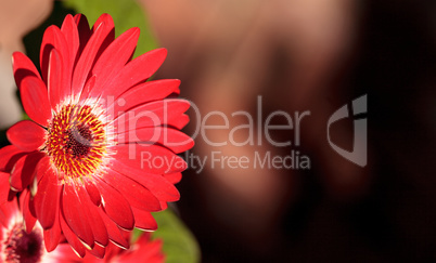 Bright red happy gerbera daisy flower Gerbera jamesonii