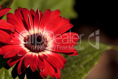 Bright red happy gerbera daisy flower Gerbera jamesonii