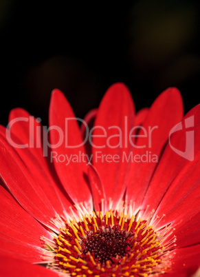 Bright red happy gerbera daisy flower Gerbera jamesonii