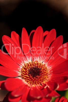 Bright red happy gerbera daisy flower Gerbera jamesonii