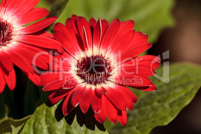 Bright red happy gerbera daisy flower Gerbera jamesonii