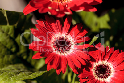 Bright red happy gerbera daisy flower Gerbera jamesonii