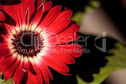 Bright red happy gerbera daisy flower Gerbera jamesonii