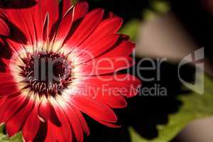 Bright red happy gerbera daisy flower Gerbera jamesonii