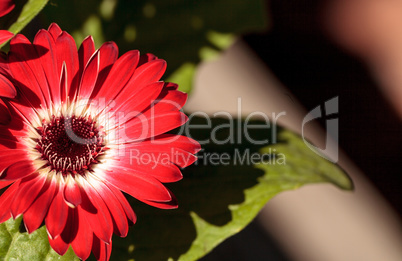 Bright red happy gerbera daisy flower Gerbera jamesonii