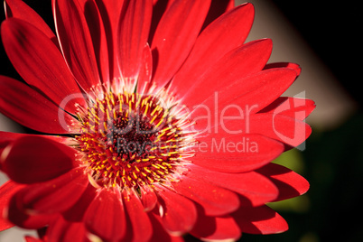 Bright red happy gerbera daisy flower Gerbera jamesonii