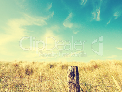 Dune grass with a blue summer sky