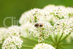 Wiesen-Bärenklau, Heracleum sphondylium