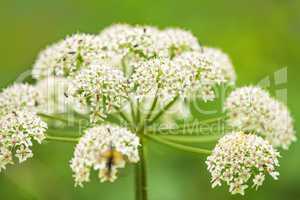 Wiesen-Bärenklau, Heracleum sphondylium