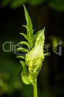 Kohl-Kratzdistel, Cirsium oleraceum, mit geschlossener Blüte