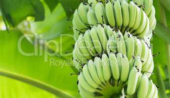 Unripe bananas in the jungle