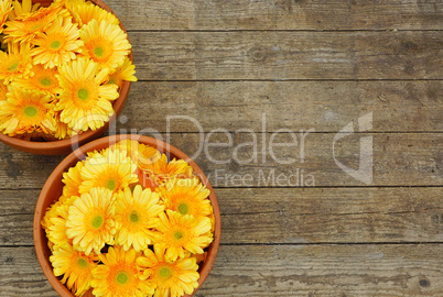Two flower pots with yellow flowers on wooden background texture