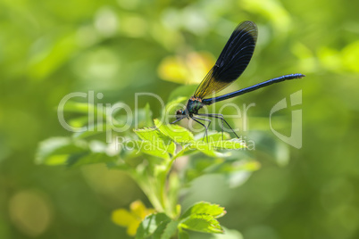 GebÃ€nderte Prachtlibelle - Bokeh