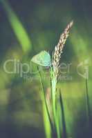 Brombeer-Zipfelfalter - Callophrys rubi