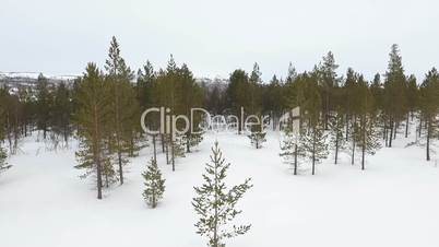 Langsamer niedriger Flug über Nadelwald im Winter, Norwegen