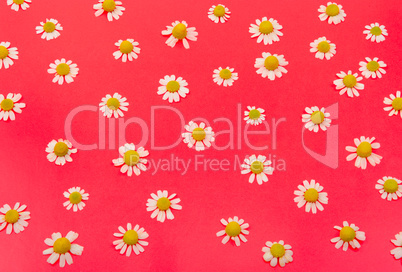 Composition of medical daisies on red background. Top view.