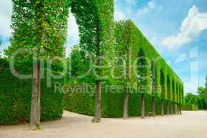 Decorative hedges
