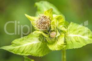 Kohl-Kratzdistel, Cirsium oleraceum, mit Blüte