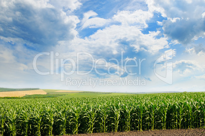 green corn field and blue sky