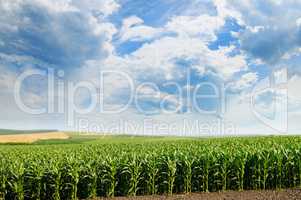 green corn field and blue sky