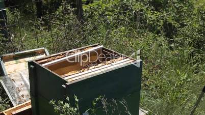 Bees in apiary