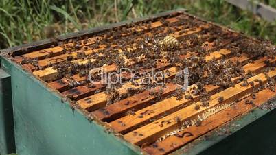 Beekeeper is taking a frame into the hive during honey harvest