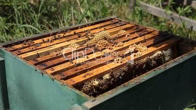 Beekeeper is taking a frame into the hive during honey harvest