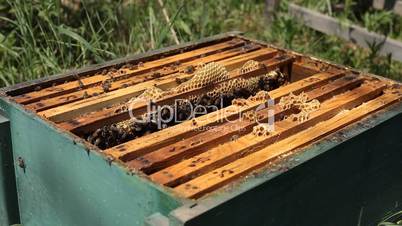 Beekeeper is taking a frame into the hive during honey harvest