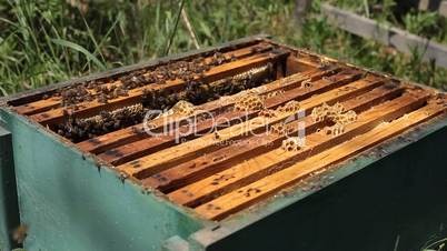 Beekeeper is taking a frame into the hive during honey harvest