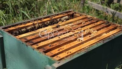 Beekeeper is taking a frame into the hive during honey harvest