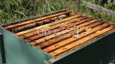 Beekeeper is taking a frame into the hive during honey harvest