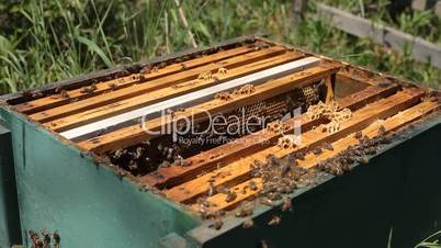 Beekeeper is taking a frame into the hive during honey harvest