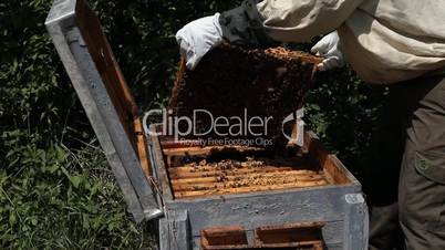 Beekeeper working in apiary among a swarm of bees