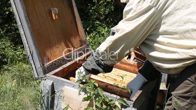 Beekeeper working in apiary among a swarm of bees