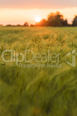 Barley Farm Field at Golden Sunset or Sunrise