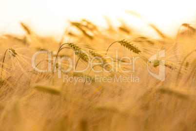 Barley Farm Field at Golden Sunset or Sunrise