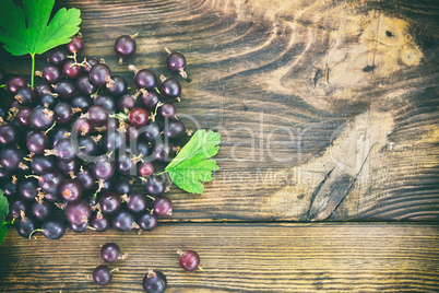 Black currant with green leaves