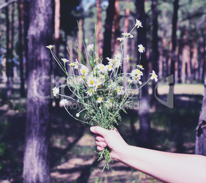 bouquet of blossoming white daisies in a female hand