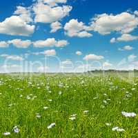 field with flowering flax and sky