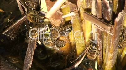 Viele Honigbienen beim Trinken