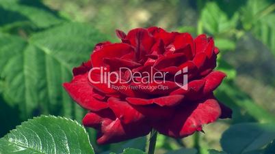 Eine rote Rose zittert im Wind (Nahaufnahme)