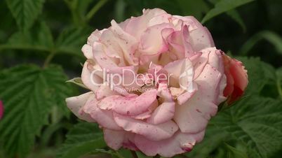 Gesprengelte rosa Rosenblüte (Nahaufnahme)