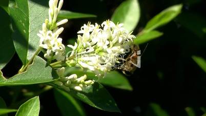 Mistbiene und Ligusterblüten