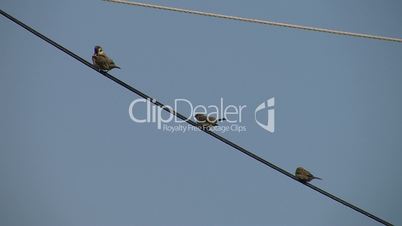 Drei Sperlinge (Spatzen) auf einer Telefonleitung