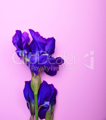 Blue blossoming iris